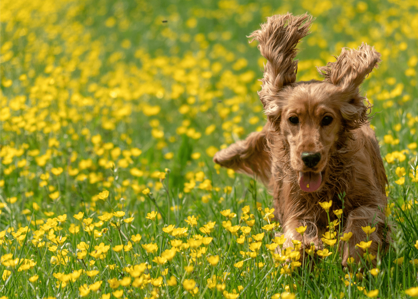 Brown spaniel bounding through a field of buttercups