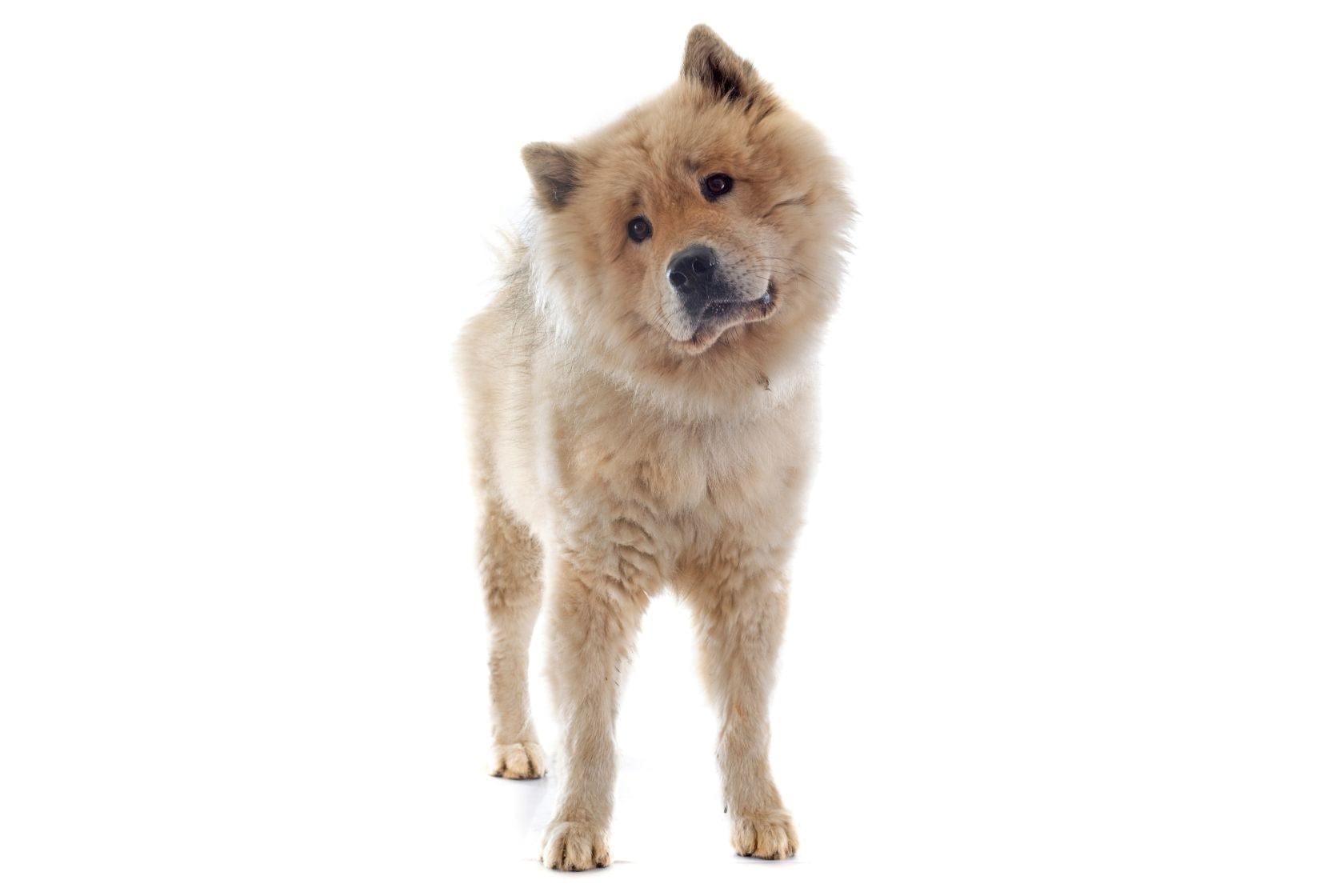 A fluffy, light brown Chow Chow dog stands against a white background with its head tilted slightly to one side, looking curious.