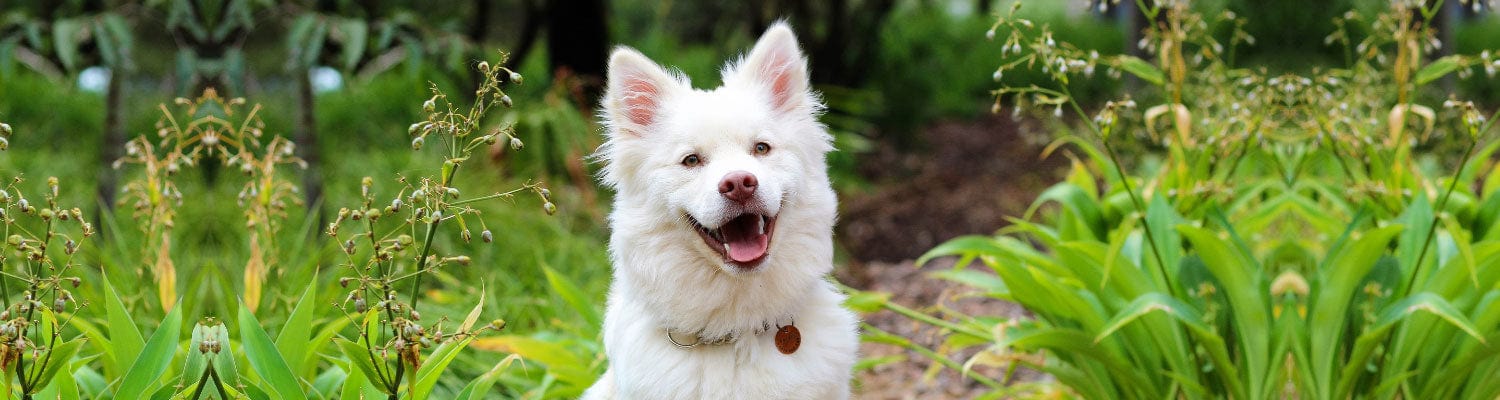 Happy White Samoyed dog smiling happily at the camera in the woods