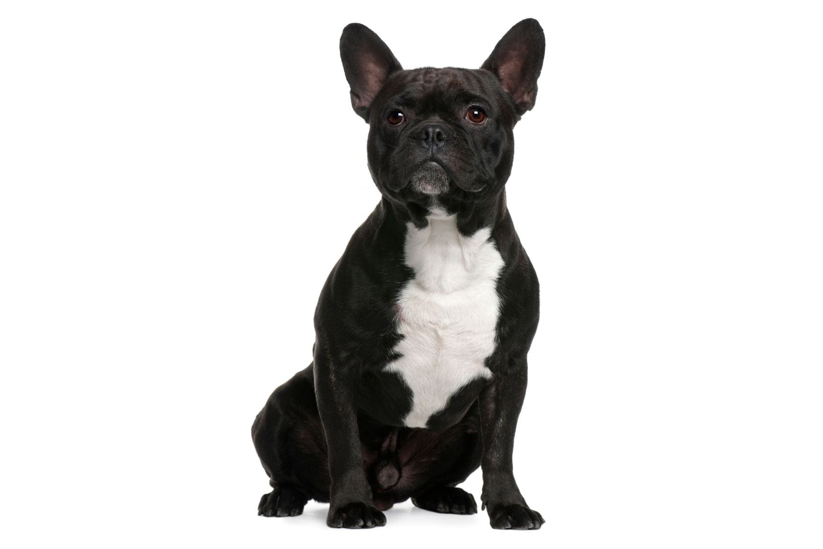 Black and white french bulldog looking to the left of the camera sat on a white backgrounf