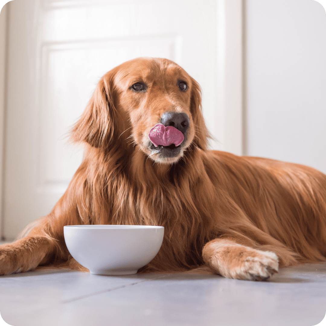 Dog licking lips after finishing raw dog food
