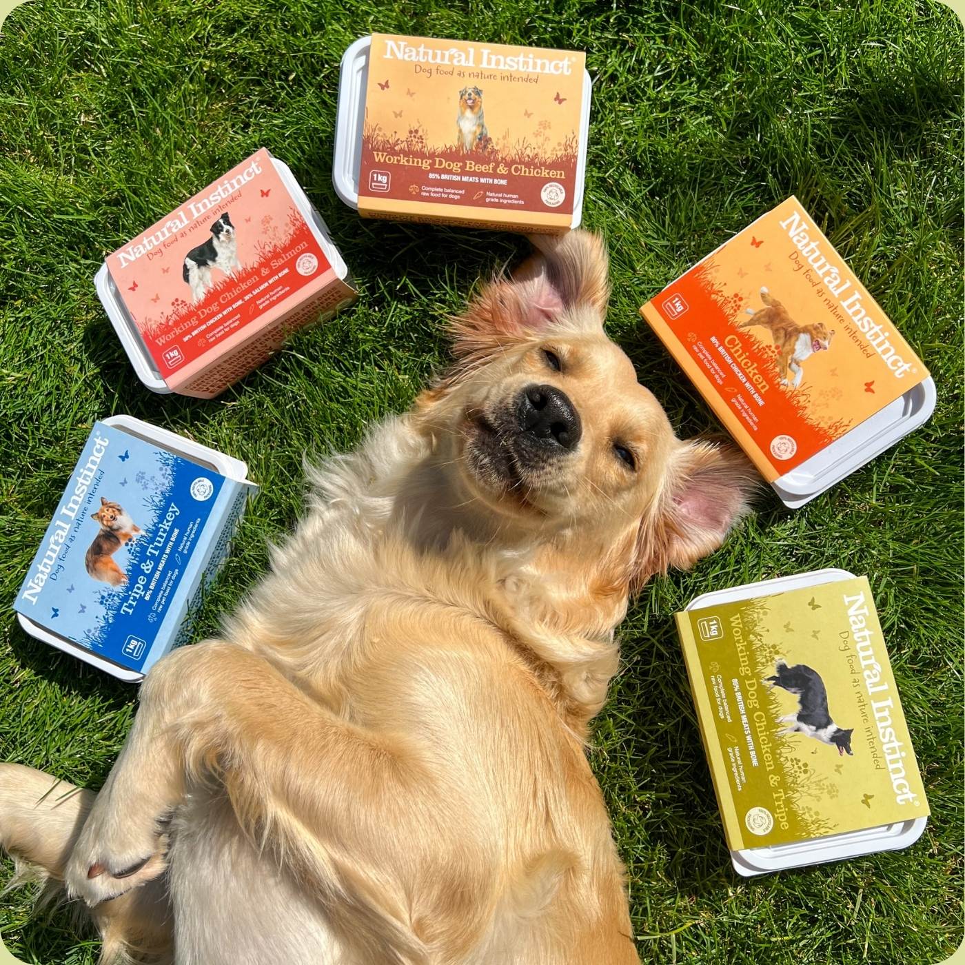 A golden retriever lying relaxed on its back on the grass surrounded by Natural Instinct's Working Dog Chicken & Tripe, Natural Chicken, Working Dog Beef & Chicken, Working Dog Chicken & Salmon and Tripe & Turkey recipes
