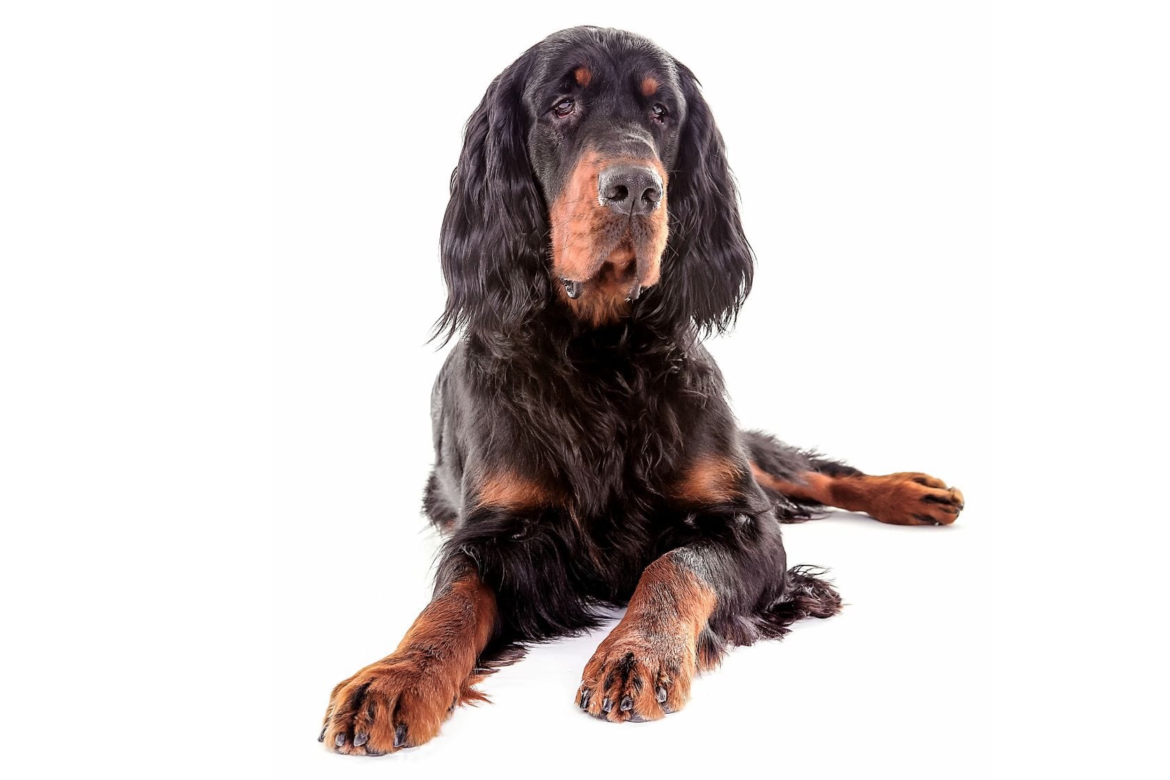 Gordon Setter dog looking to the right laying on a white background