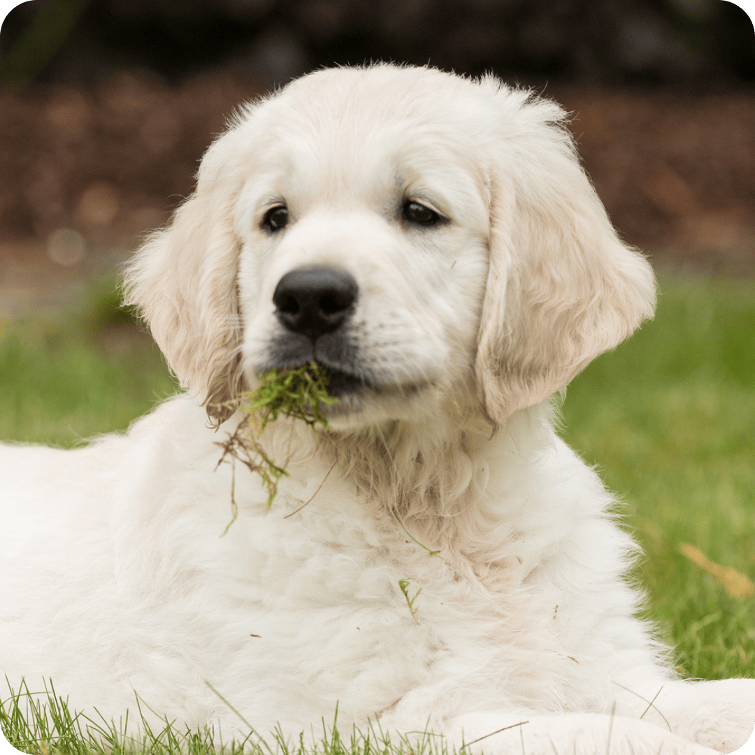 Golden Retriever puppy sat with a mouth full of grass