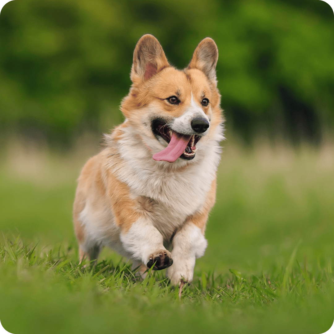 Corgi running on grass with a blurred green background