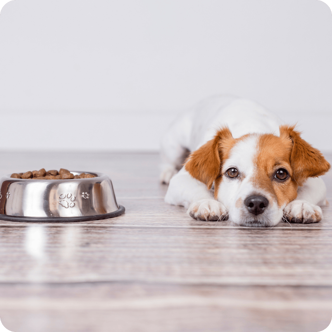 dog lying next to bowl of kibble looking sad