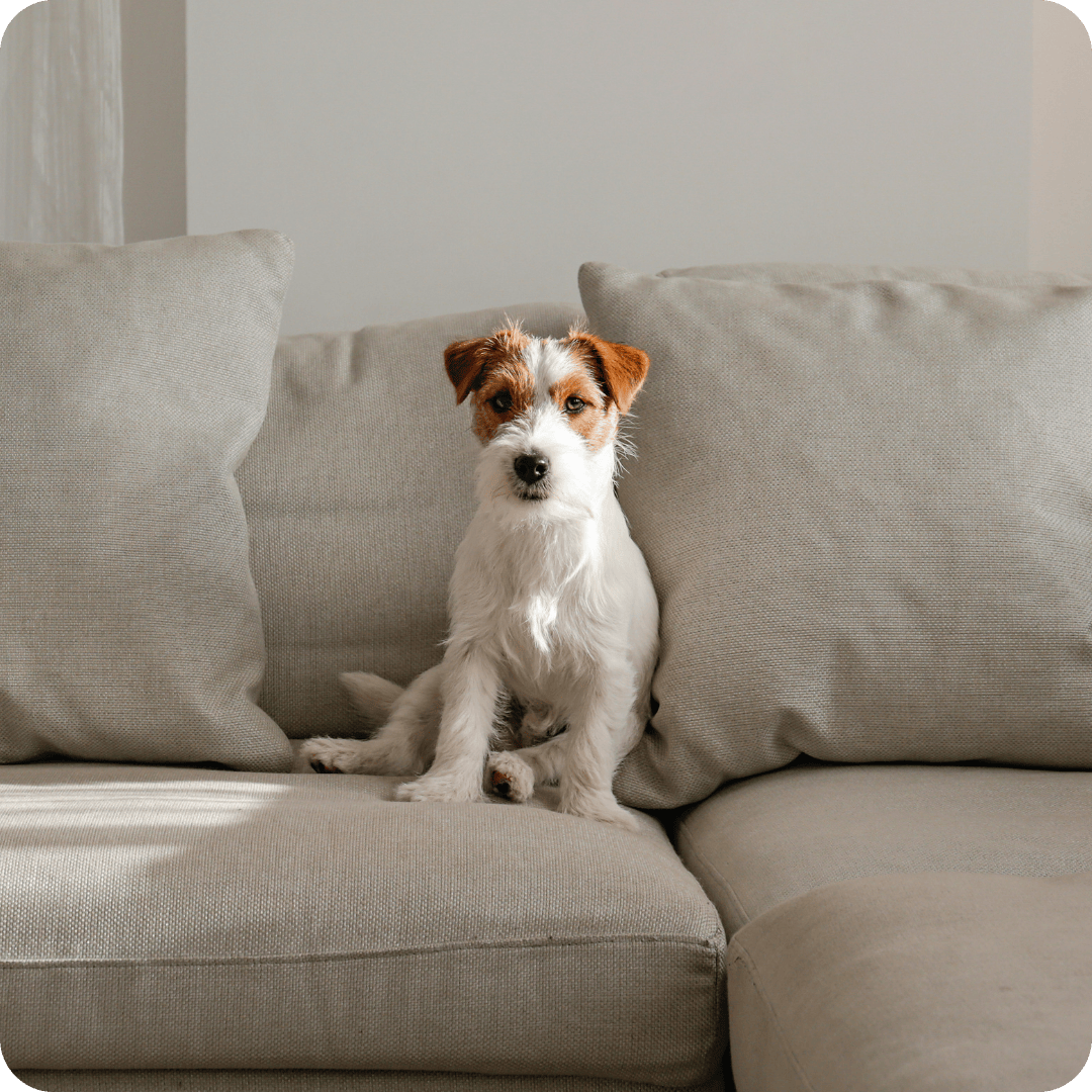 Jack Russell sat on sofa staring at the camera