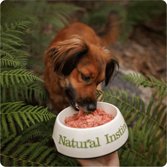 Small brown dog in the woods eating Natural Instinct Raw Dog Food out of a white Natural Instinct dog bowl