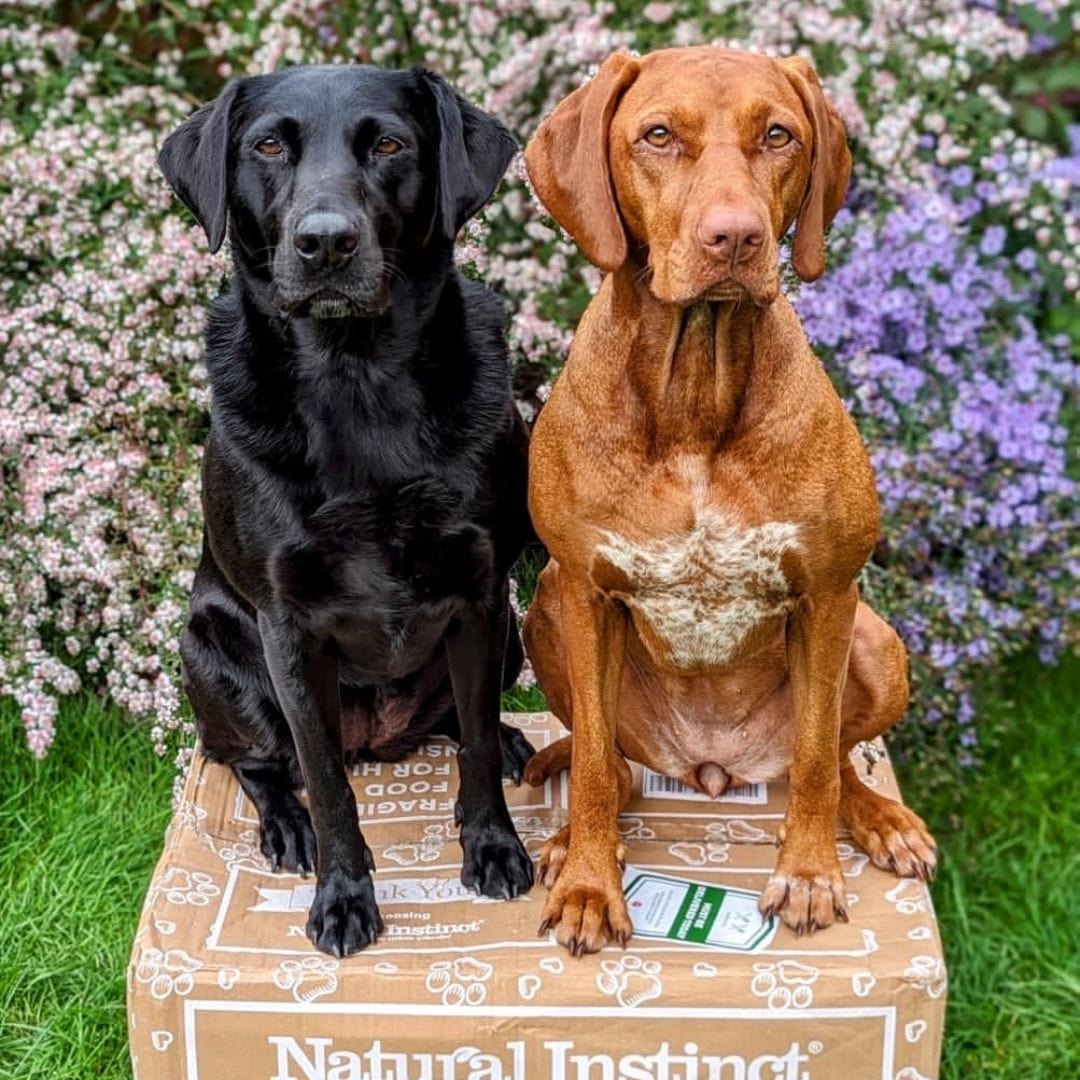 Vizsla and a Black Labrador sat on a Natural Instinct delivery box looking at the camera