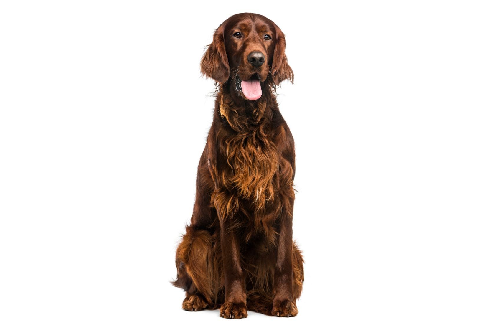 Irish setter dog looking to the right sat on white background