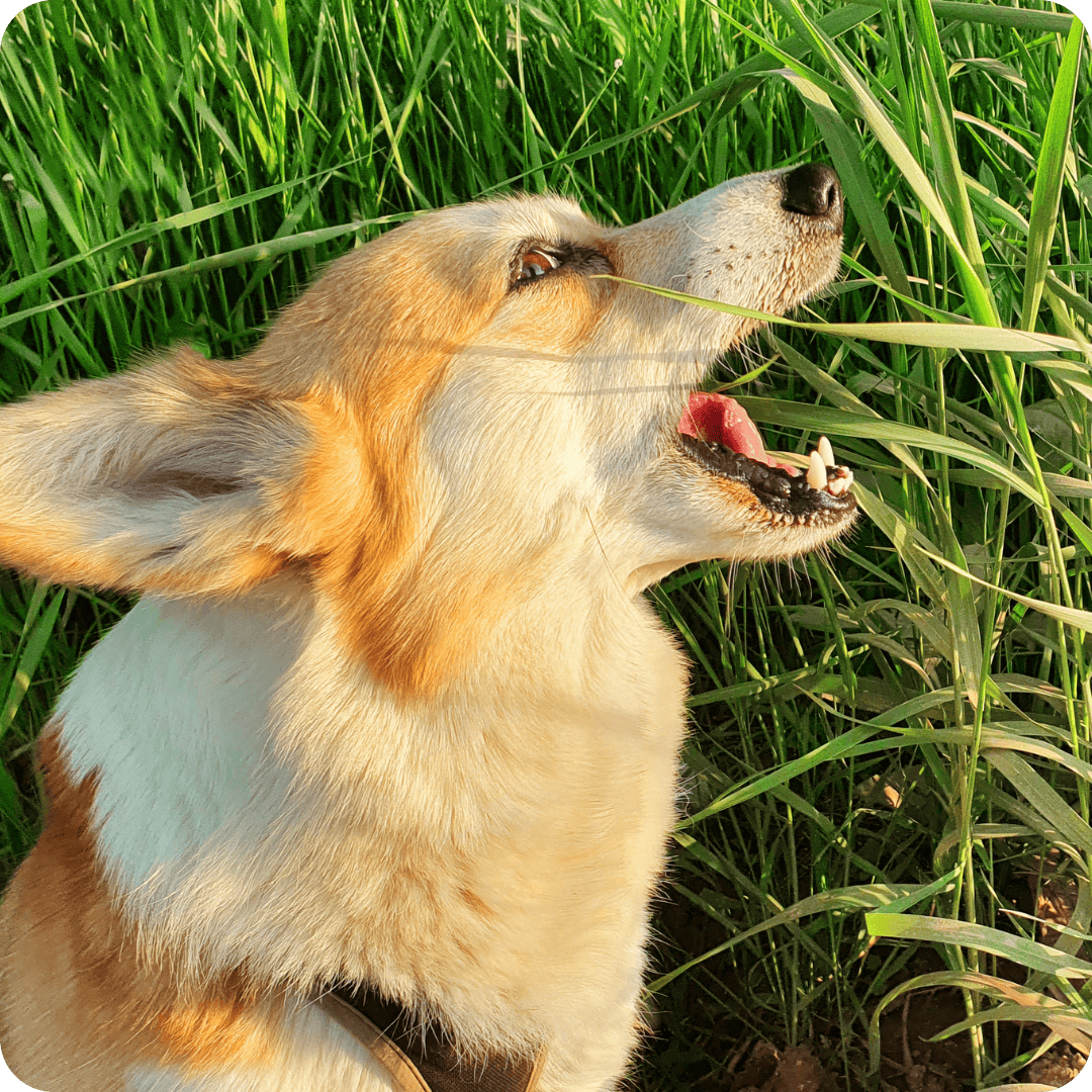 corgi dog with mouth open about to eat grass