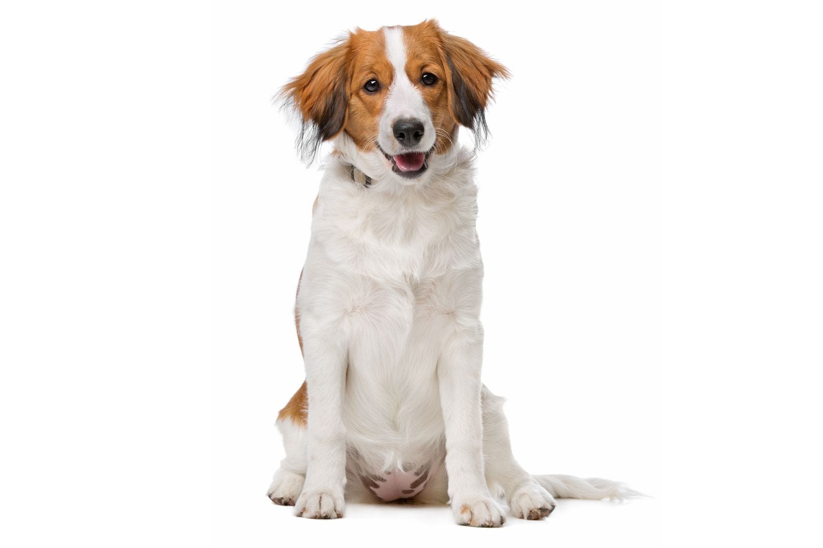 Happy looking kooikerhondje dog on a white background