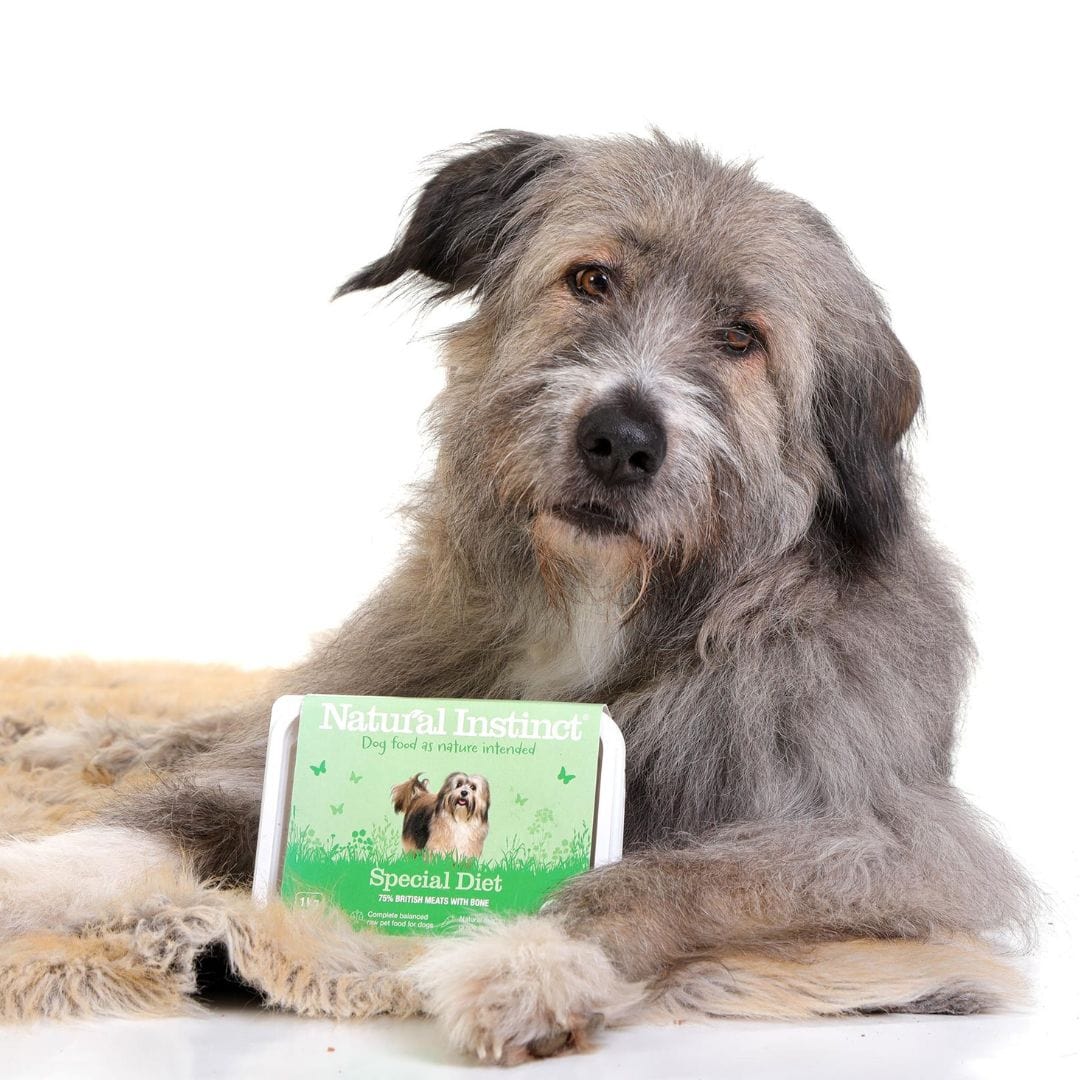 Kratu the rescue dog sitting with his Natural Instinct Special Diet Raw Food