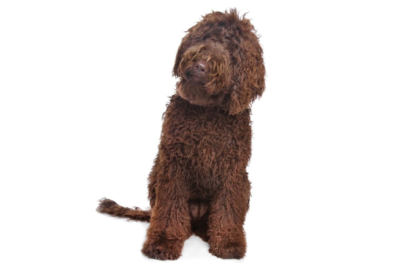 Brown labradoodle, sat looking to the left on a white background