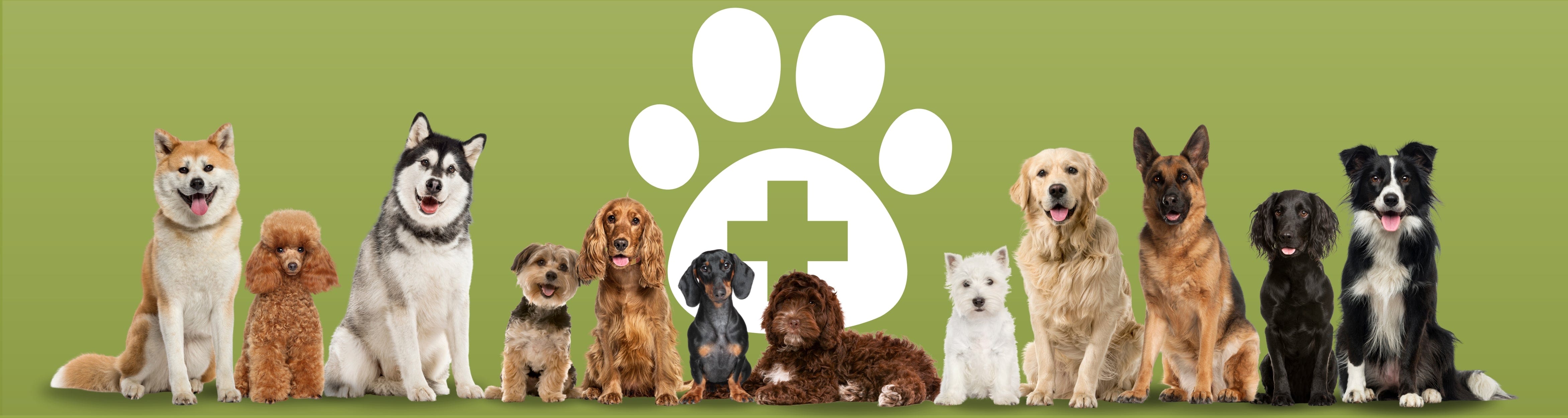 Vets Corner website banner showing a pawprint and multiple dog breeds sat in a line looking at the camera