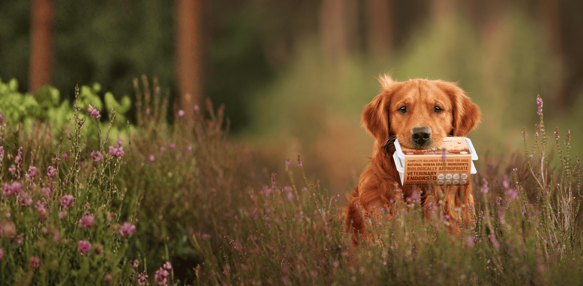 Dog holding a tub of Natural INstinct raw dog food in a field with blurred background