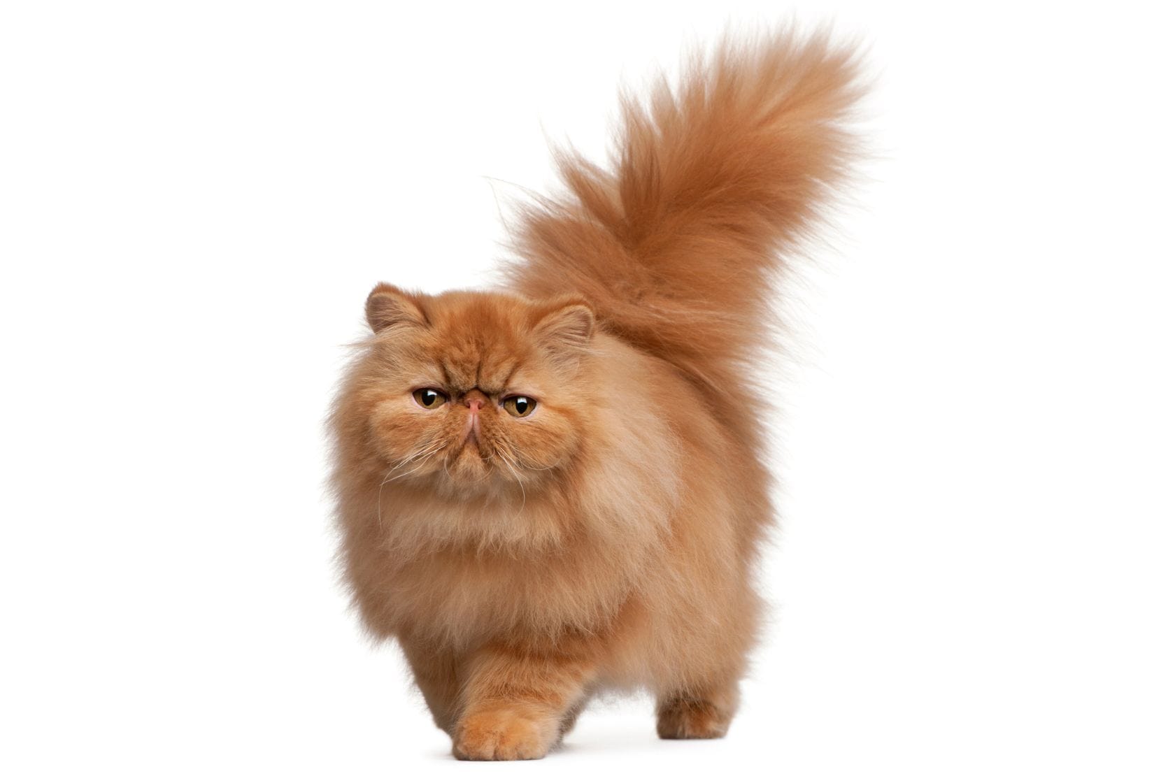 Ginger persian cat looking directly at the camera with tail in the air on white background