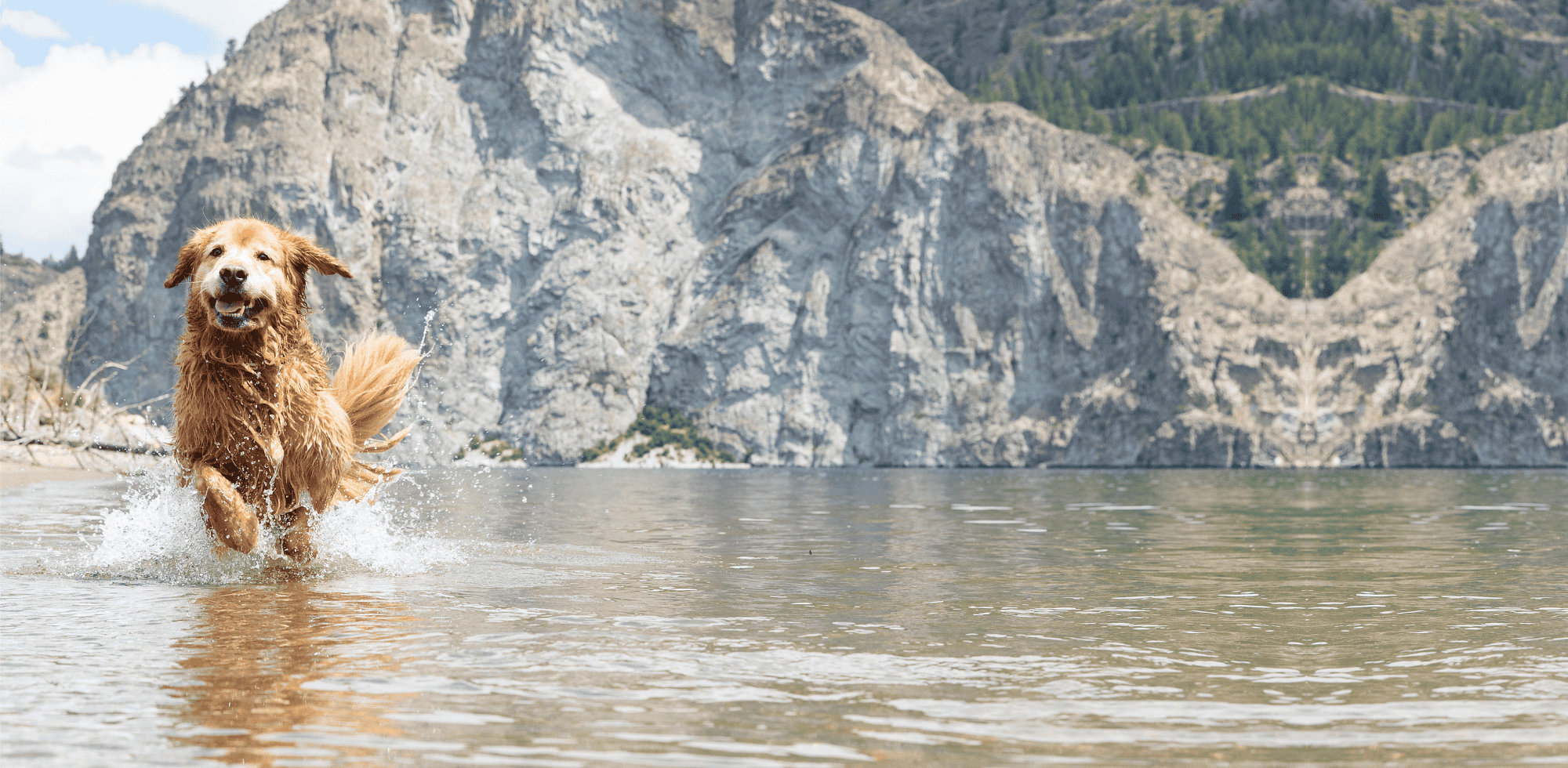 Dog running in water with mountains in the background