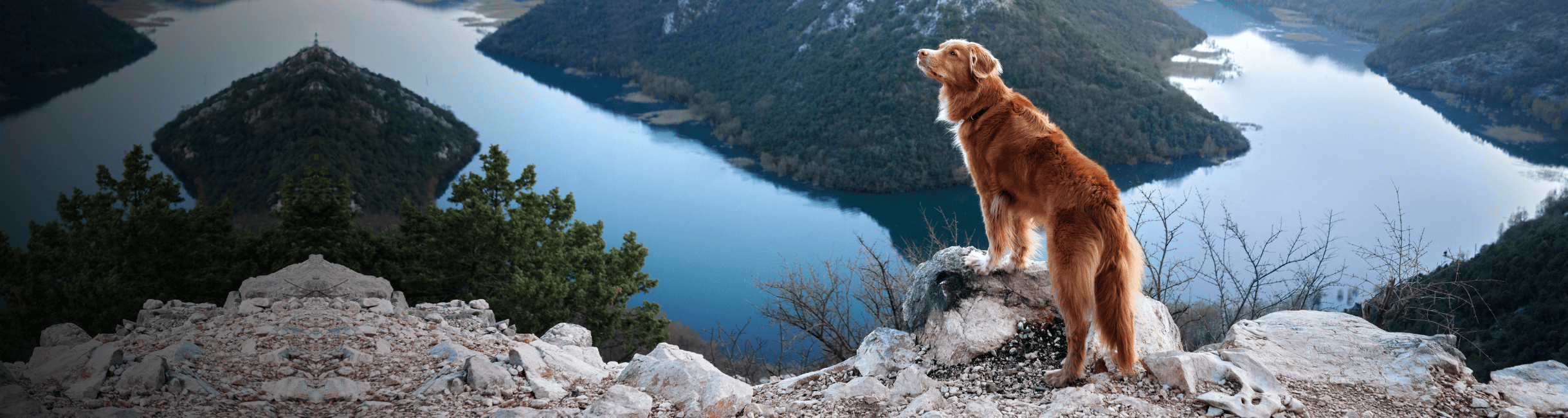 Dog sitting on a rocky outcrop overlooking a scenic lake with mountains.
