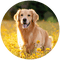 Circular image of a golden retriever dog standing in a field of yellow flowers