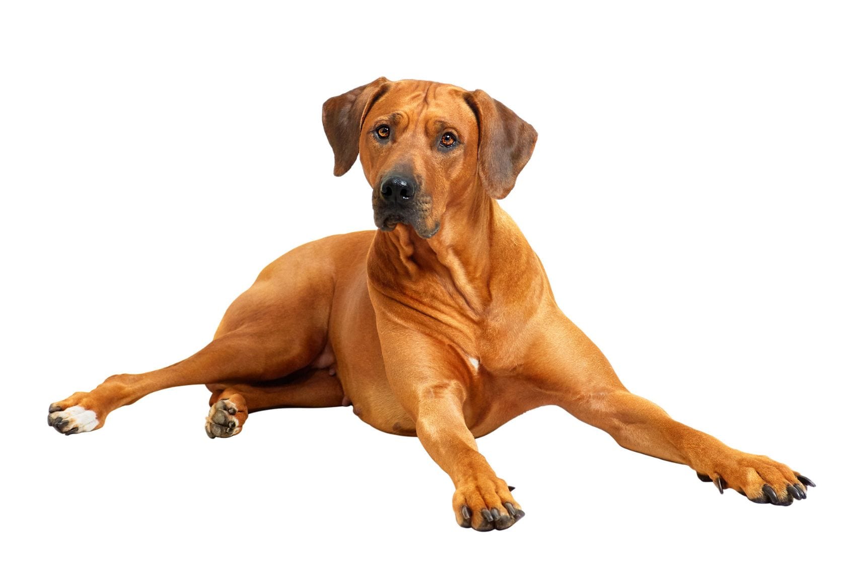 Rhodesian ridgeback dog laying down looking directly at the camera on white background