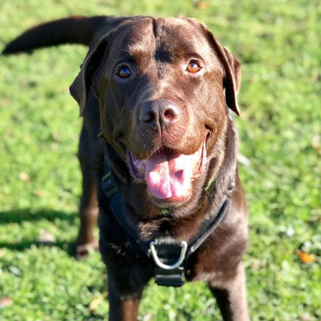 Rolo the chocolate Labrador looking at the camera and wagging his tail