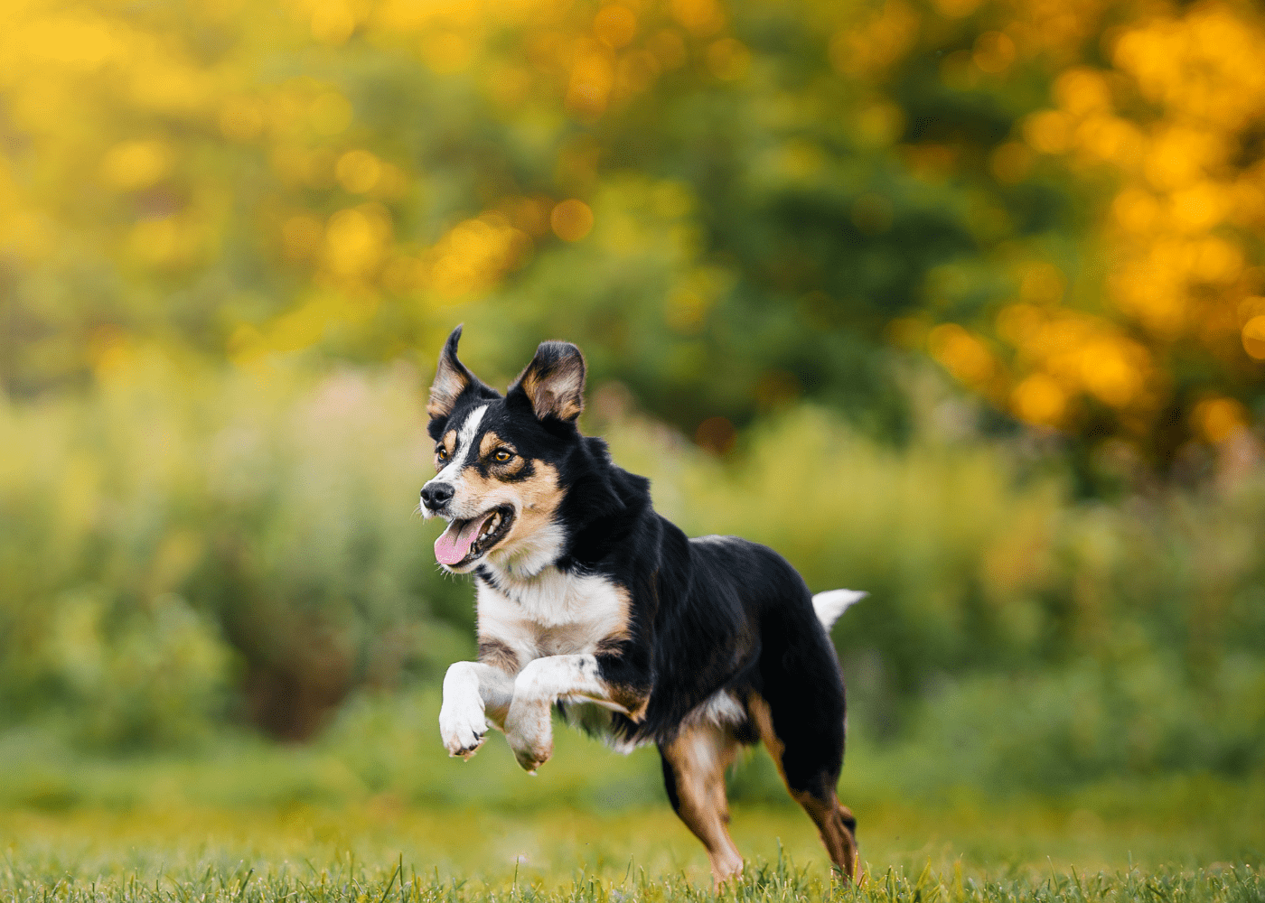 Black, white and brown Dog running through a field on an autumnal background