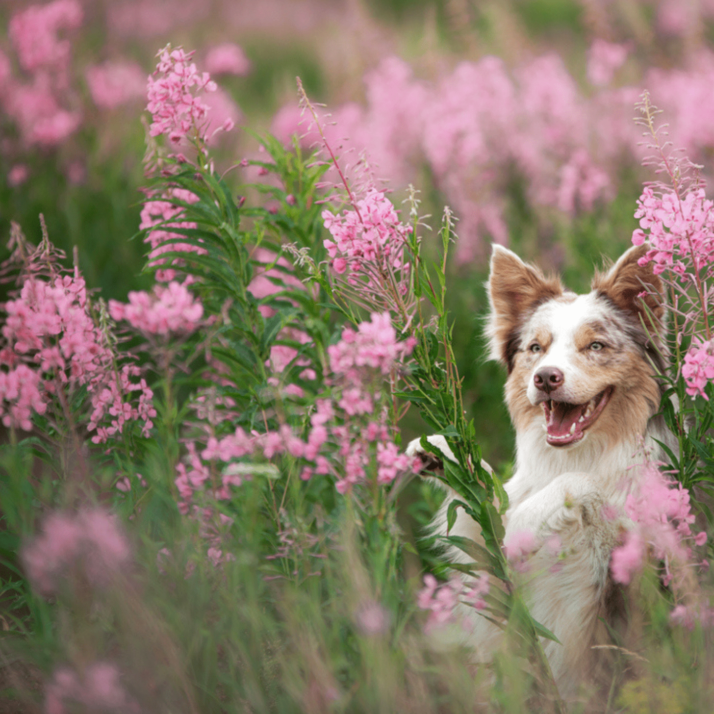 A happy dog with tan and white fur stands among tall pink wildflowers in a lush, green field, looking at the camera with its mouth open and ears perked up.