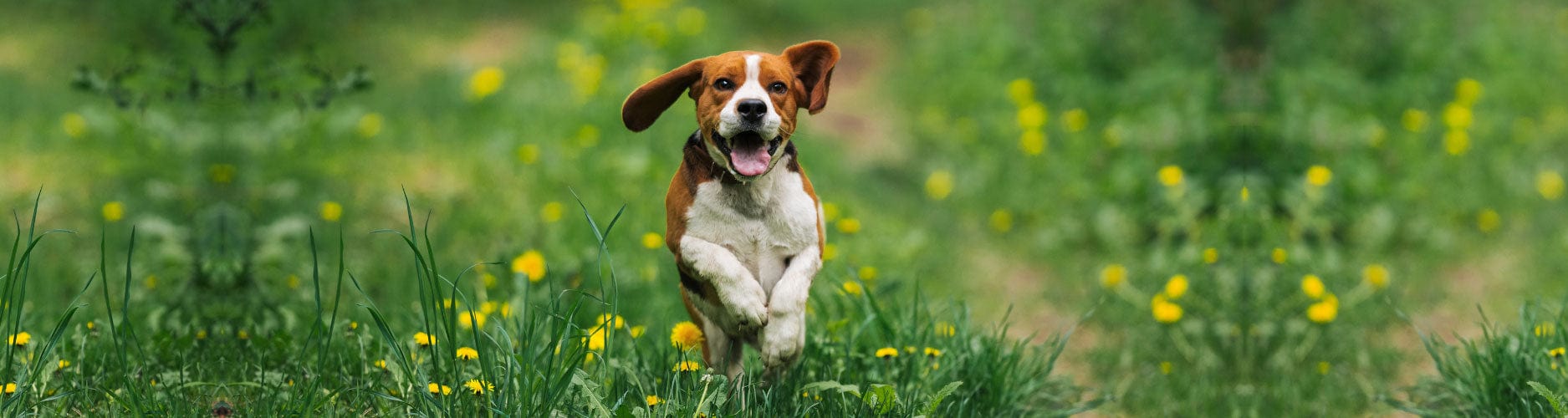 Image of a happy looking brown and white beagle bounding through a field