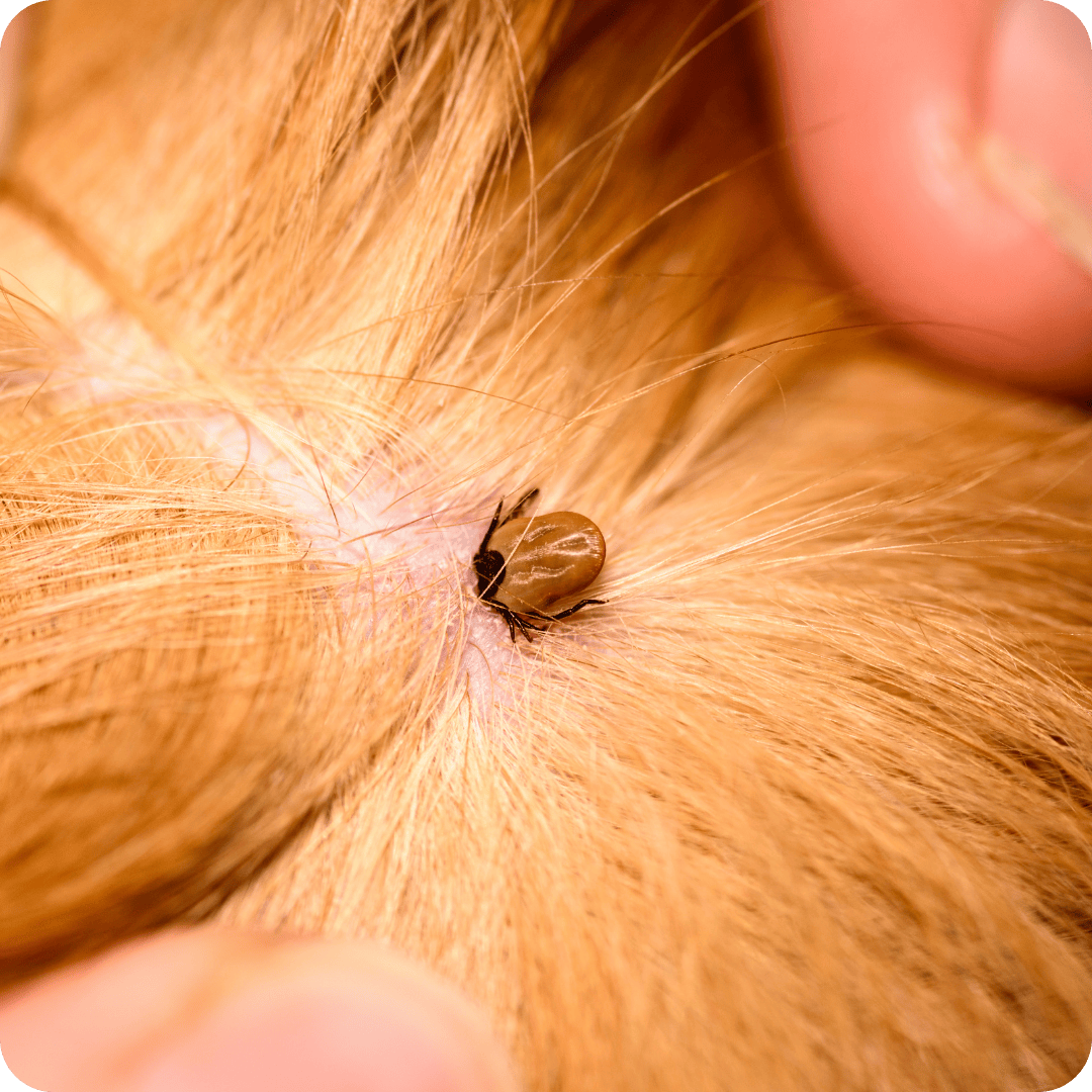 Tick embedded in dogs fur
