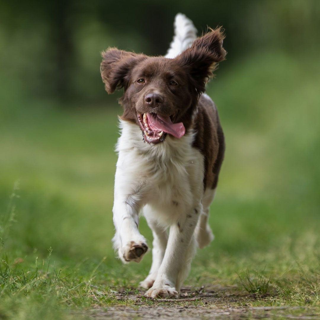 Happy brown and white dog running down a path through the woods with its tongue out and ears swinging, image cropped in a square