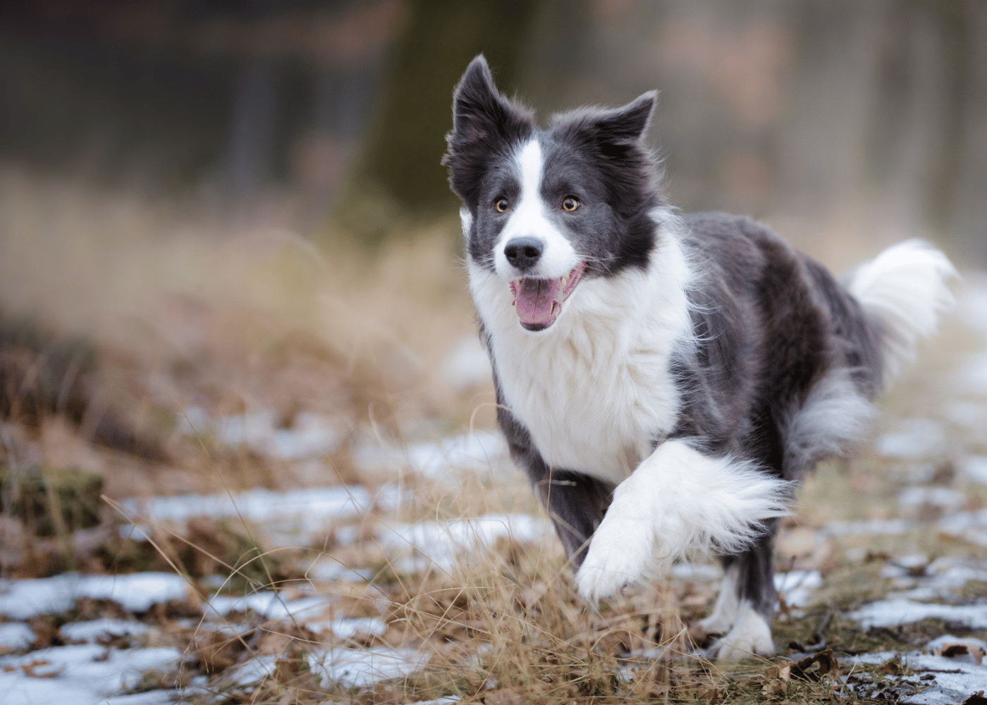 Collie running excitedly across a frosty field