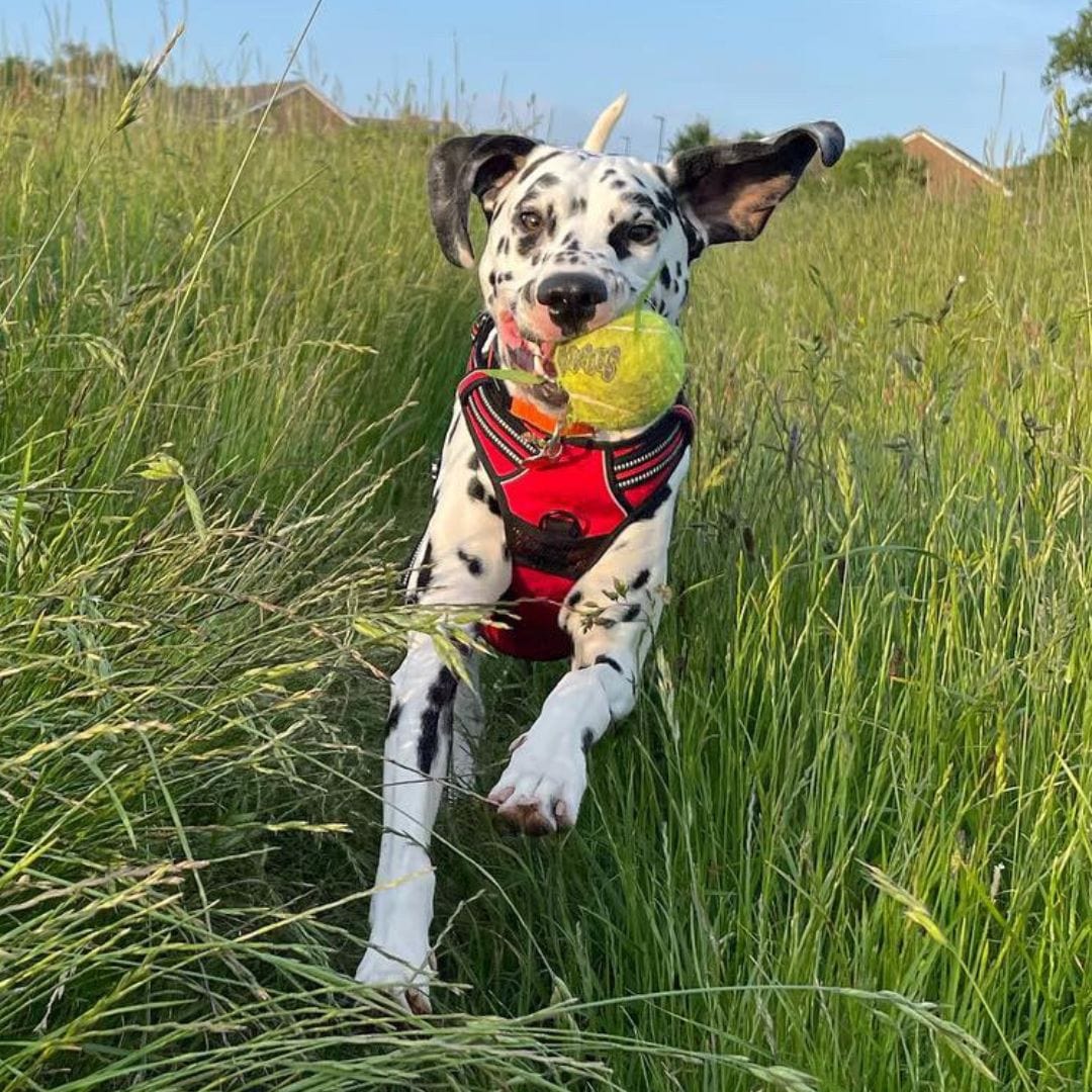 Yogi the dalmatian running through a field holding his ball