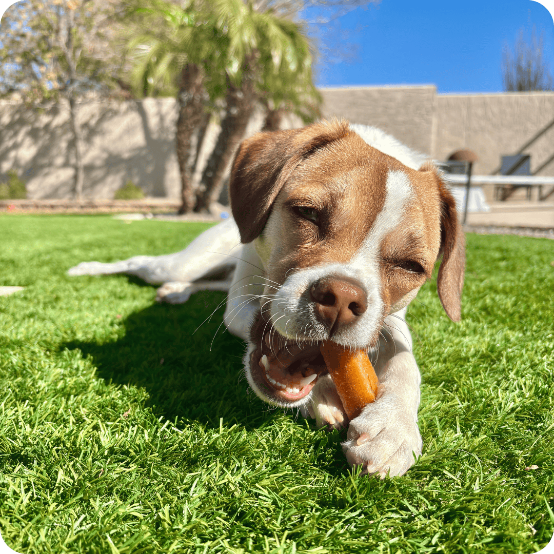 Dog sat in the garden on a sunny day eating a raw carrot