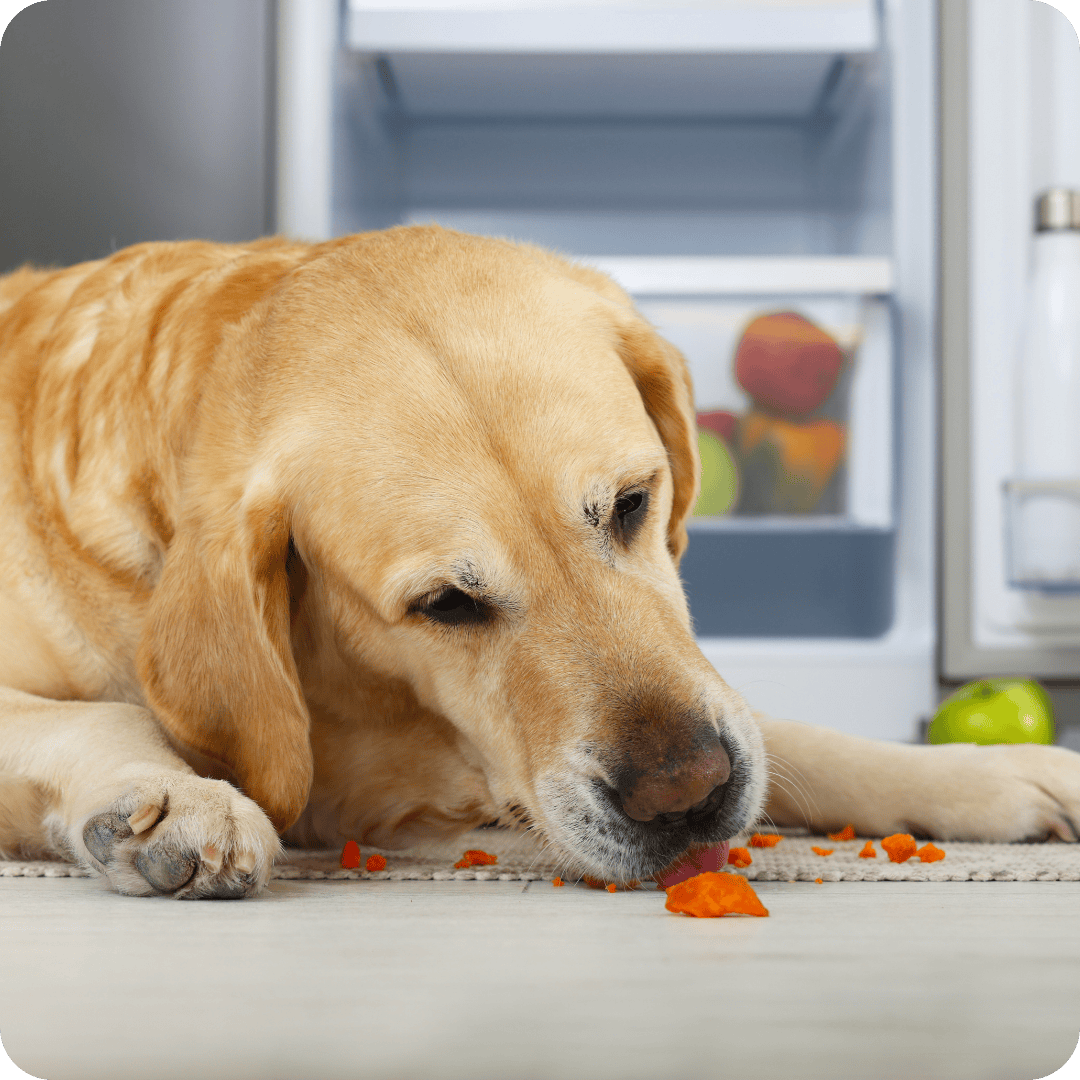 Labrador lying on the floor eating pieces of chopped raw carrot