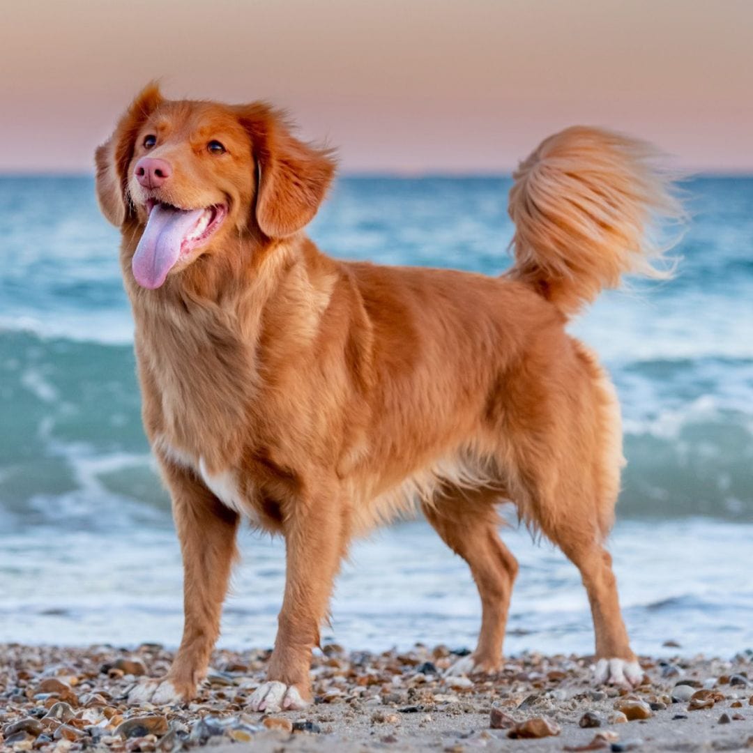 Natural Instinct Default Variant Dynamic Bundle Test
