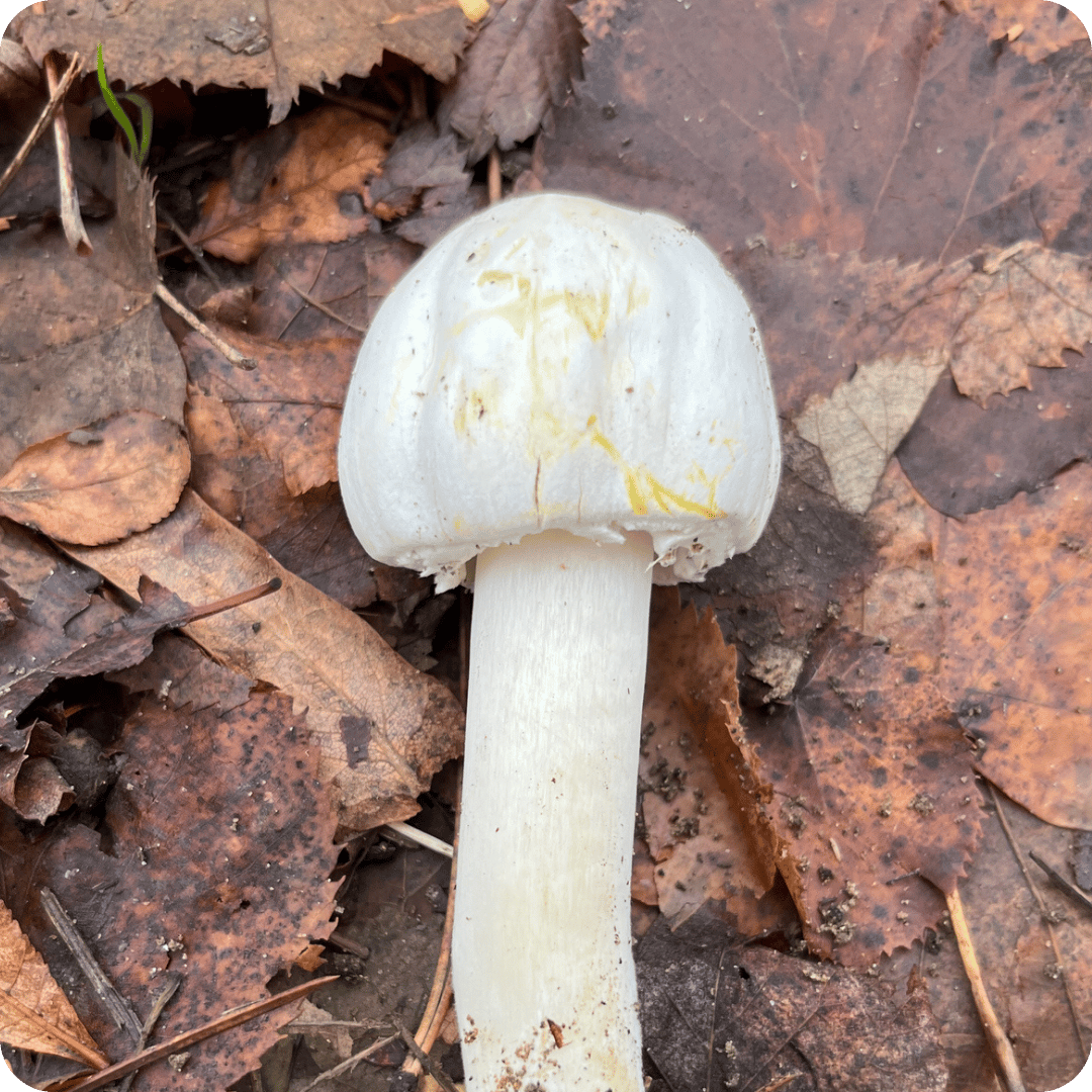 a white yellow stainer mushroom laid flat on a bed of brown autumn leaves