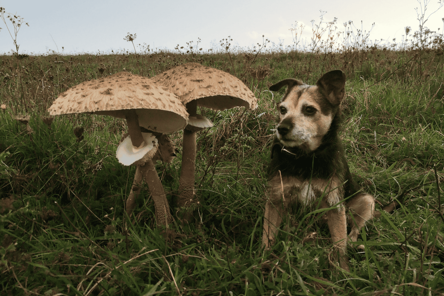 A brown terrier dog sat next to two large mushrooms in a field at dusk