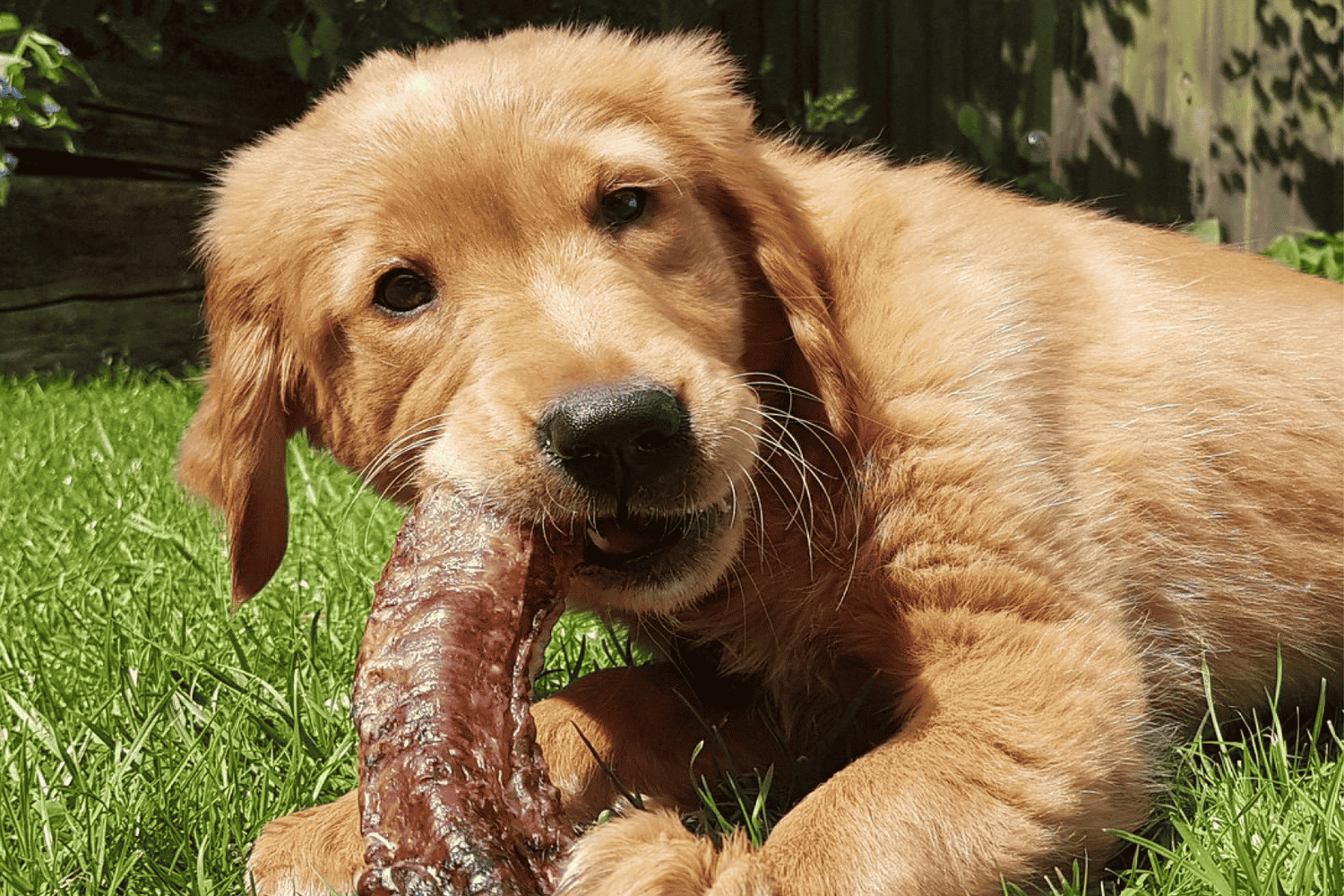The Benefits of Trachea for Dogs: Natural Joint Support in Every Bowl
