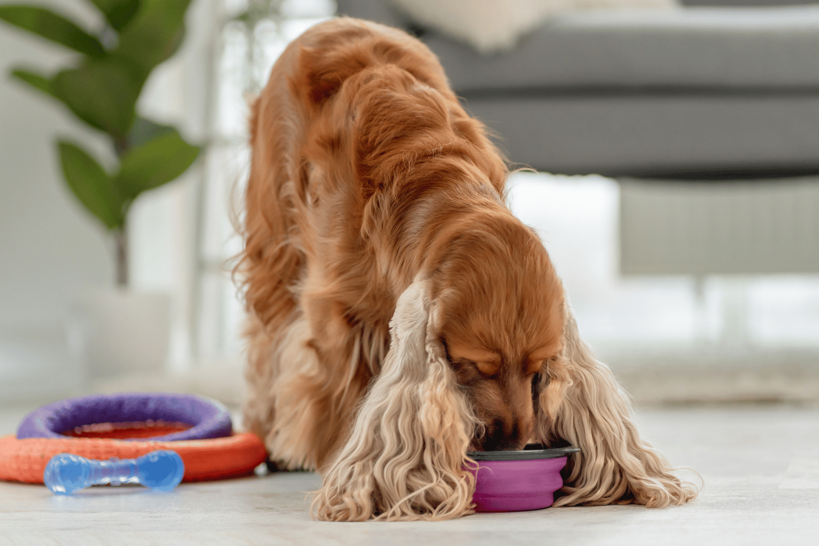 The Benefits of Spleen for Dogs: Nature's Hidden Multivitamin