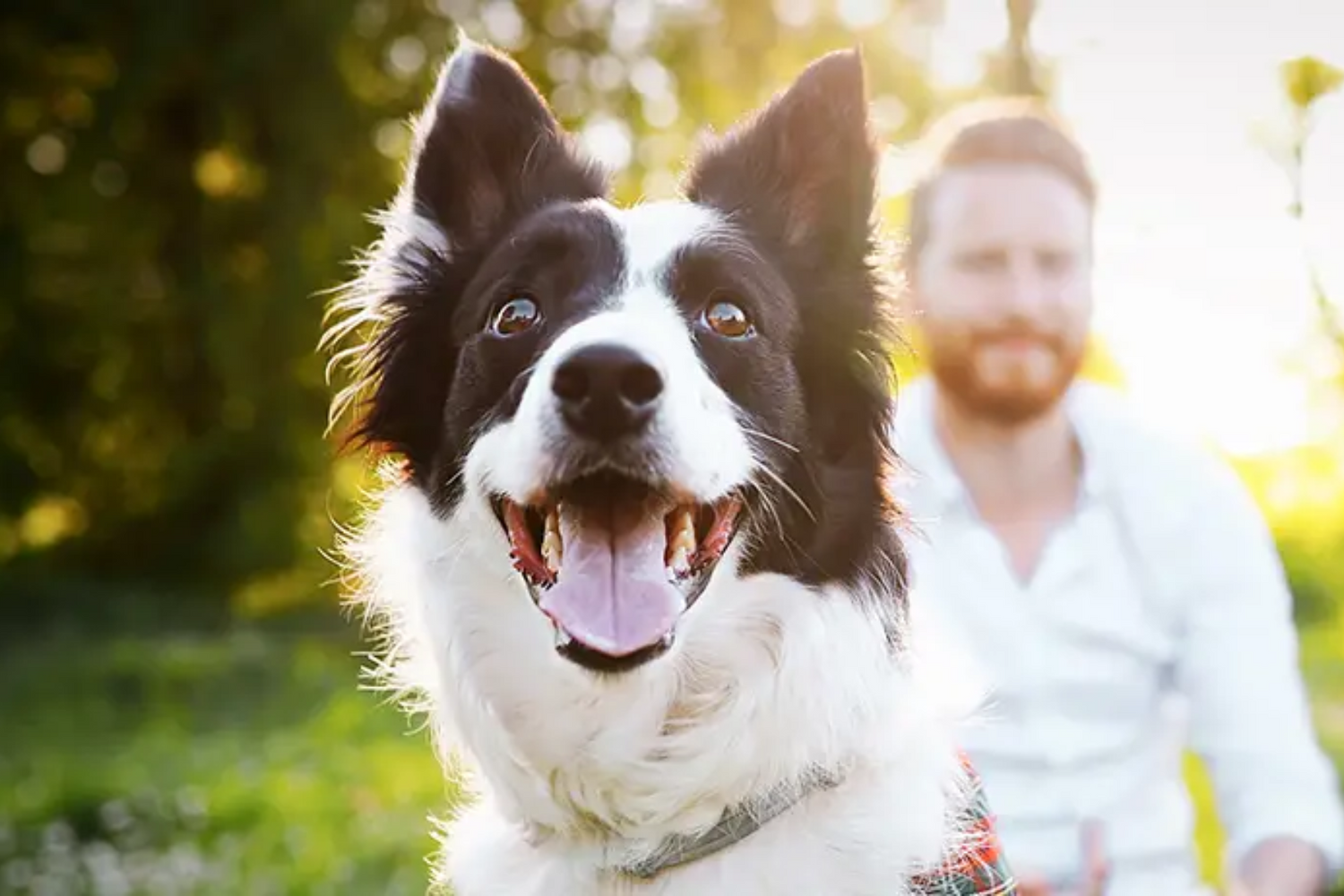 Dog looking happy outside with owner