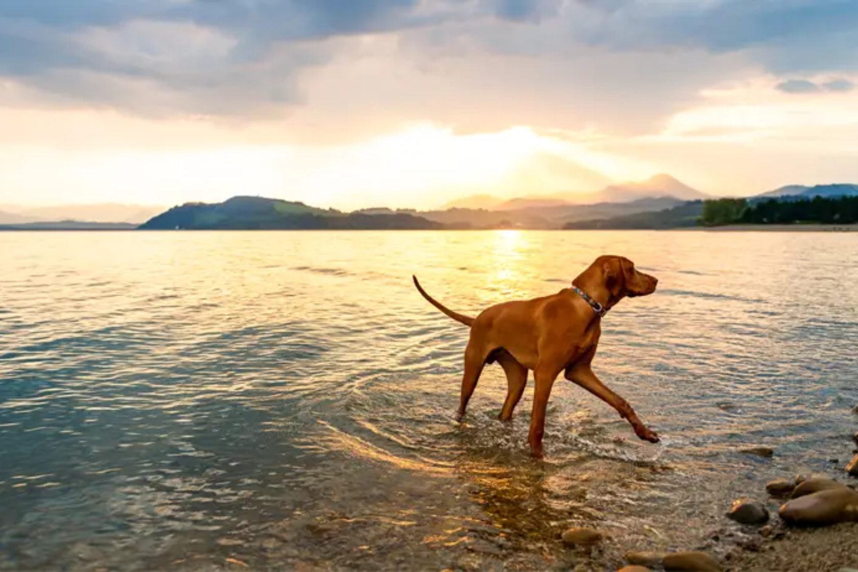 Dog walking in water during a sun set
