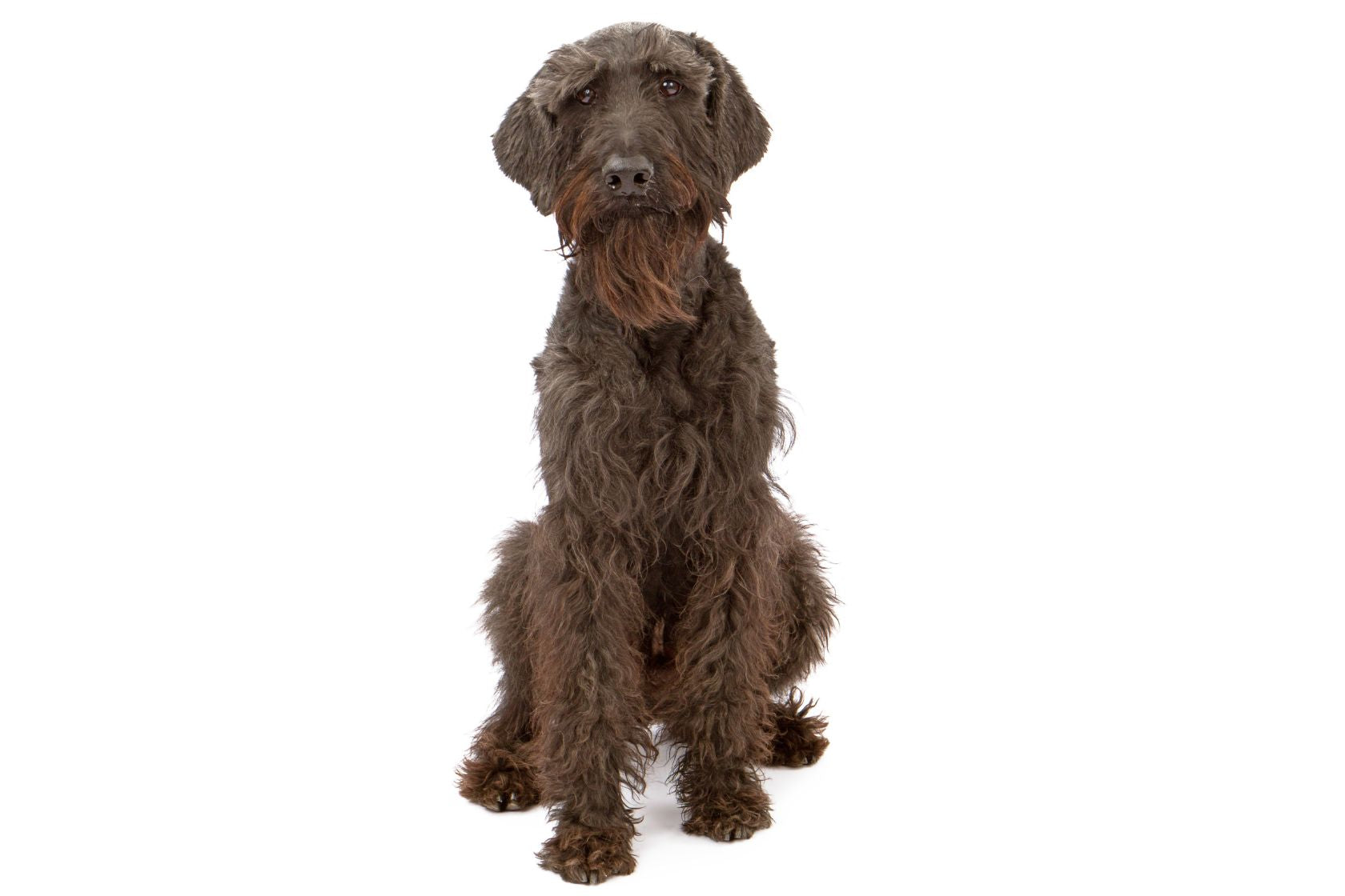 Giant Schnauzer