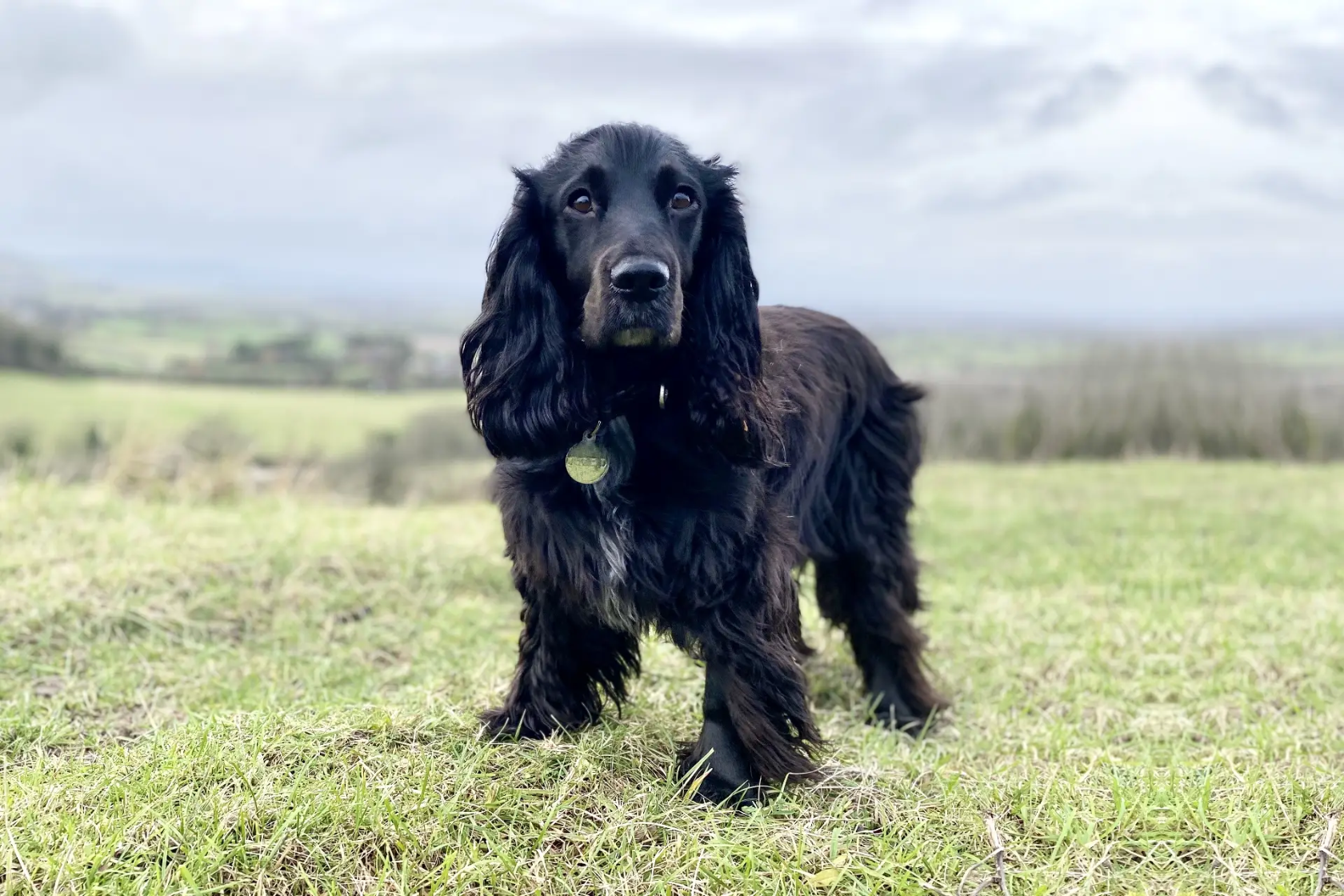 A dog in a field looking at the camera