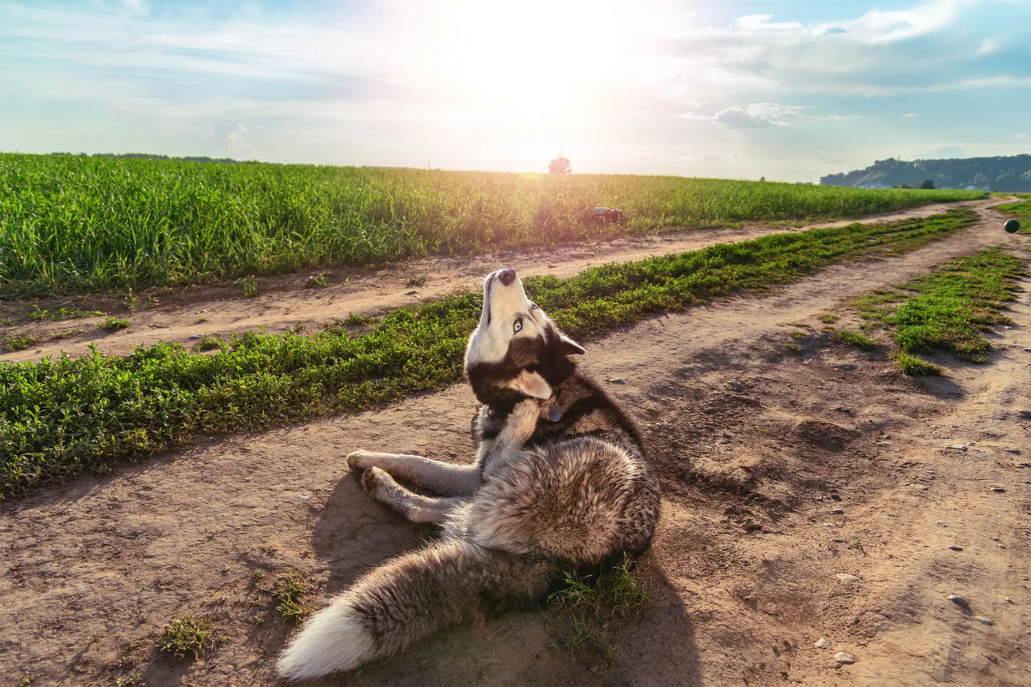 A dog on a walk howling at the sky