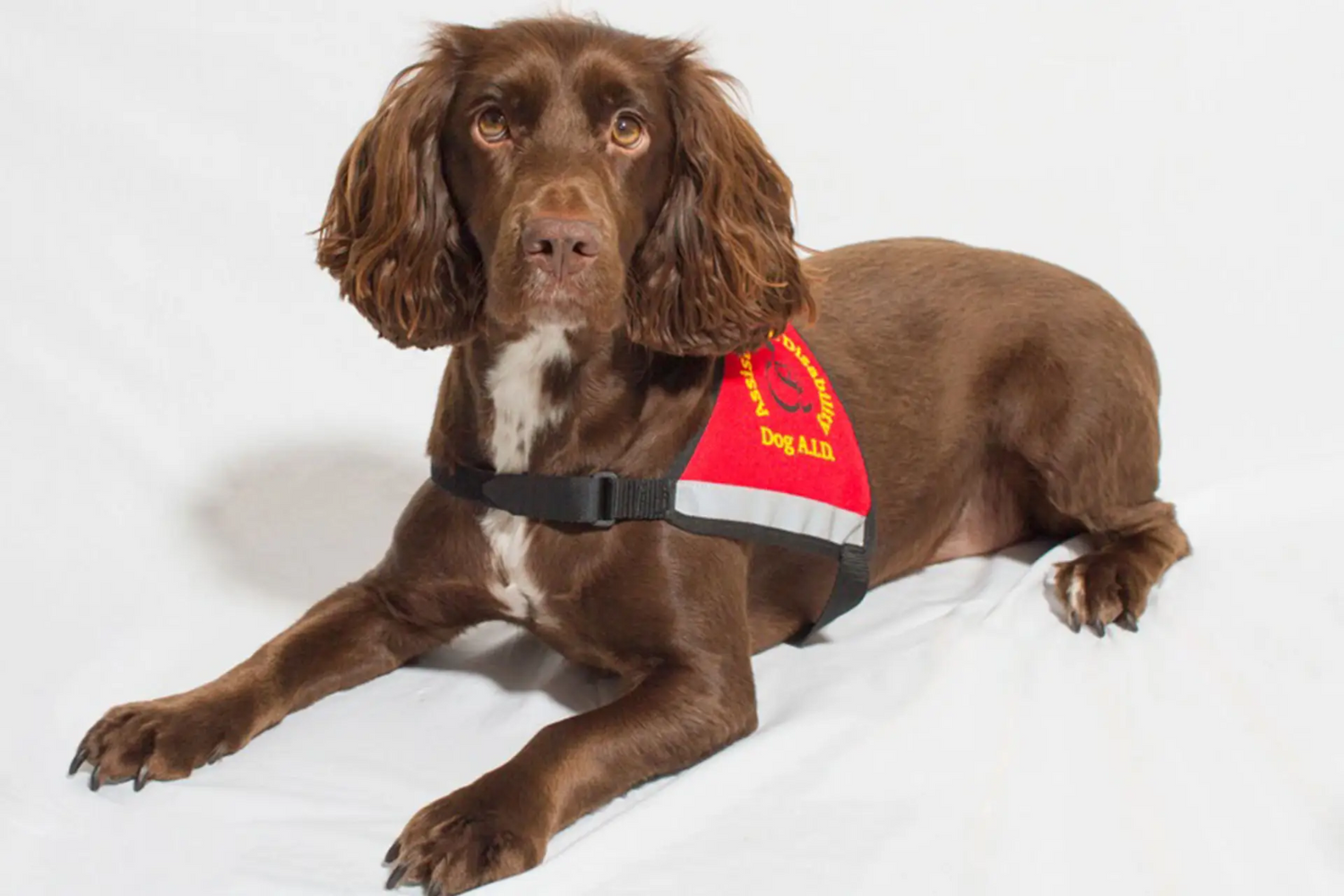 Dog aid training dog wearing harness and looking at the camera