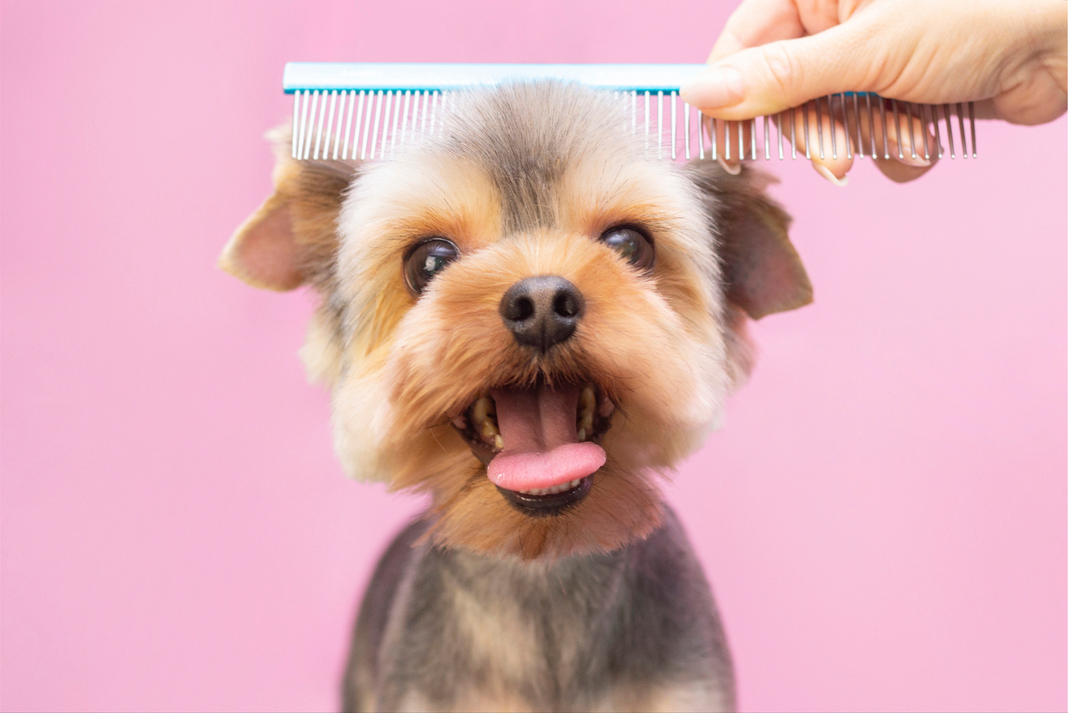 Close up of dog's head with a hand combing its hair
