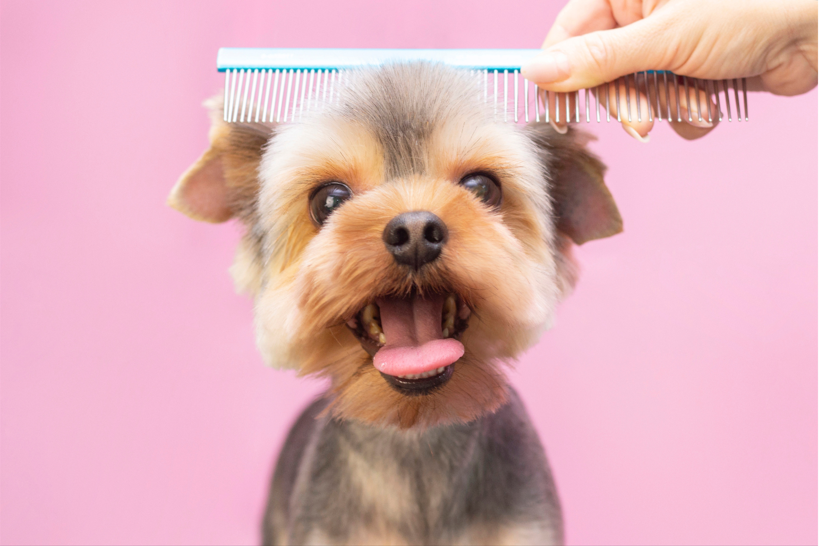 Close up of dog's head with a hand combing its hair