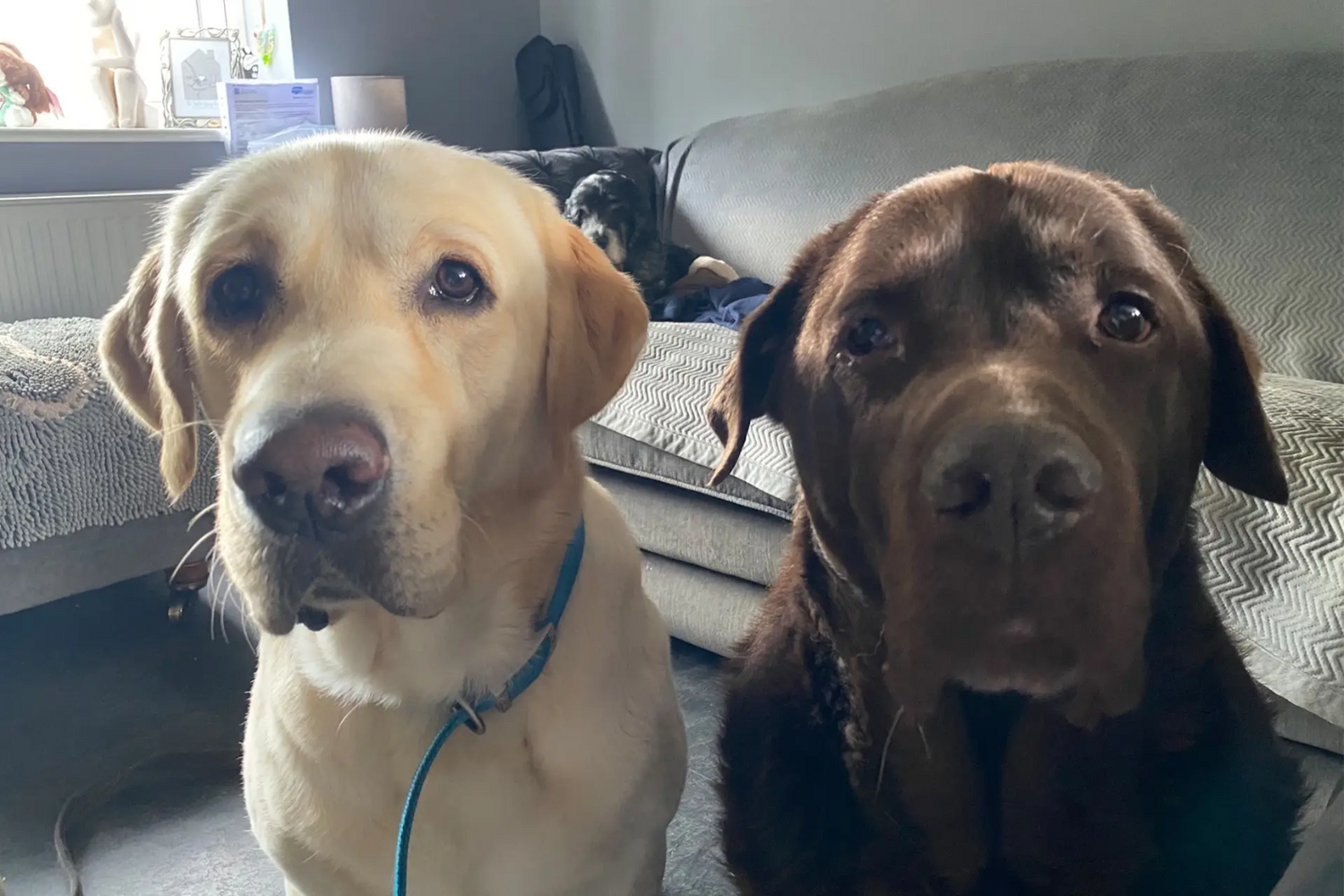 Blonde and brown Labradors looking into the camera