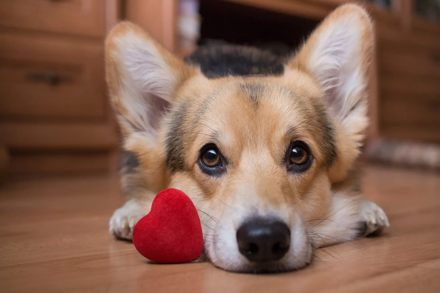 Close up of a dog with a red heart toy